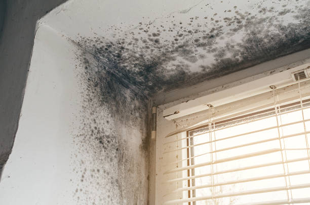 Trusted Black Mold Removal service in Chelsea, MA - Cheap Mold Removal